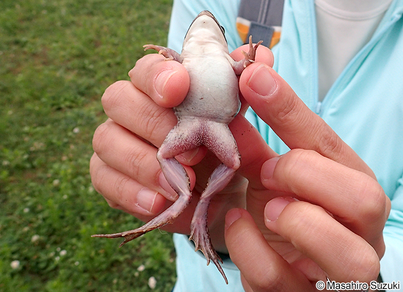 トウキョウダルマガエル Pelophylax porosus porosus