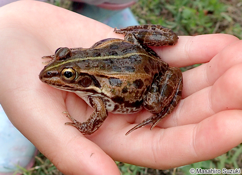 トウキョウダルマガエル Pelophylax porosus porosus