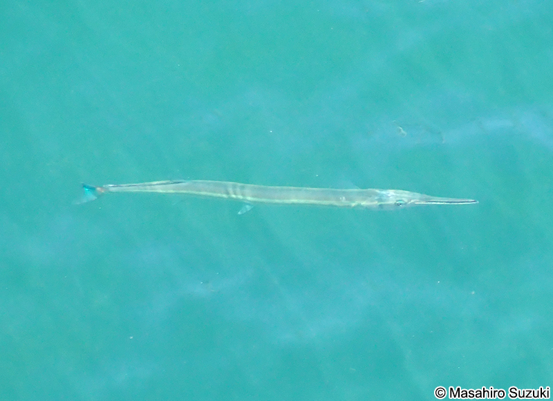 ダツ Strongylura anastomella