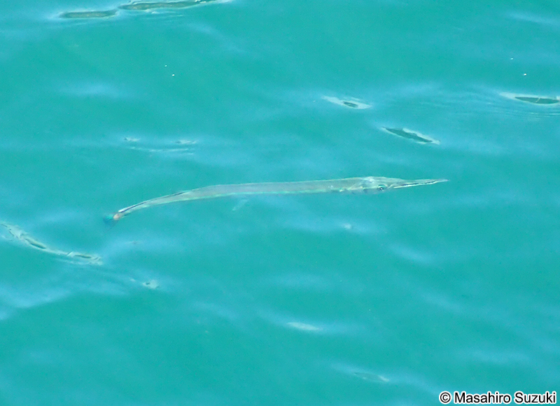 ダツ Strongylura anastomella