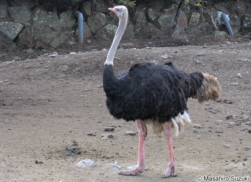 ダチョウ Struthio camelus