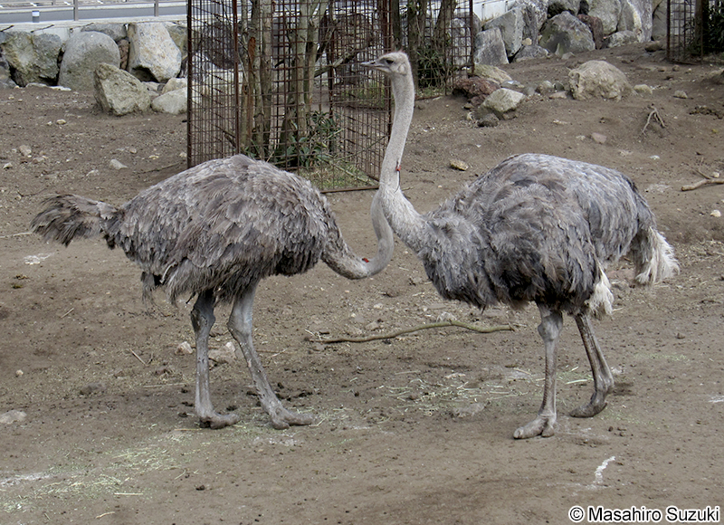 ダチョウ Struthio camelus