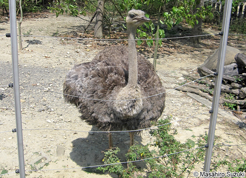 ダチョウ Struthio camelus