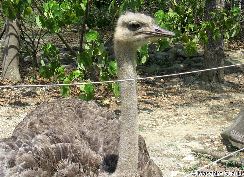 ダチョウ Struthio camelus