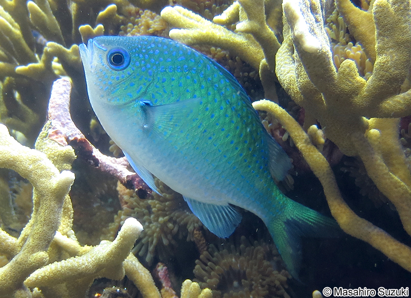 デバスズメダイ Chromis viridis