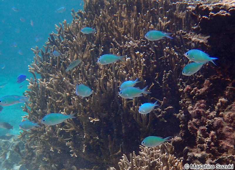 デバスズメダイ Chromis viridis