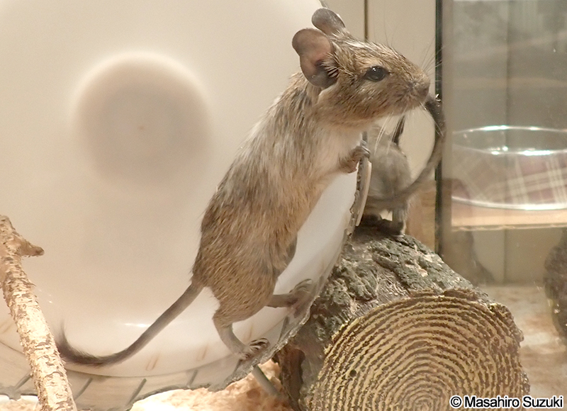 デグー Octodon degus