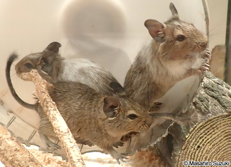 デグー Octodon degus