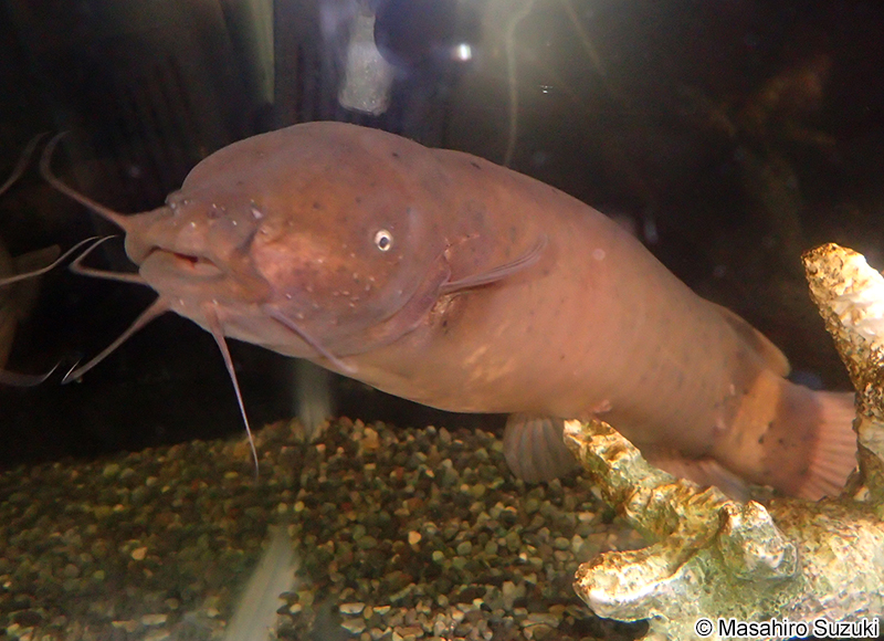 デンキナマズ Malapterurus electricus