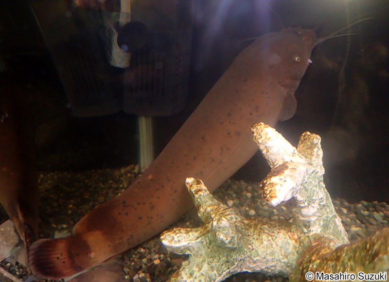 デンキナマズ Malapterurus electricus