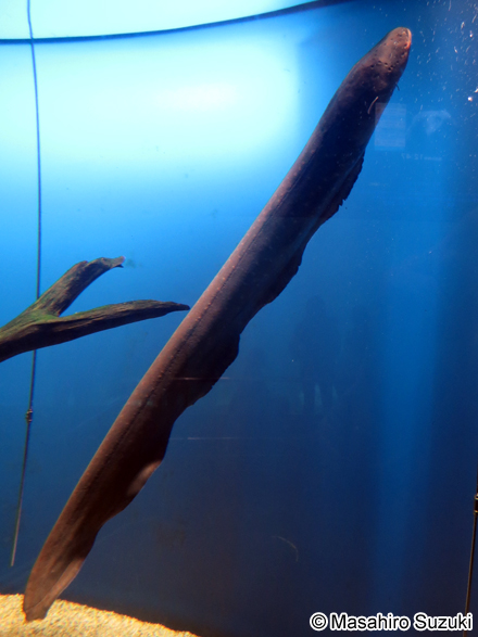 デンキウナギ Electrophorus electricus