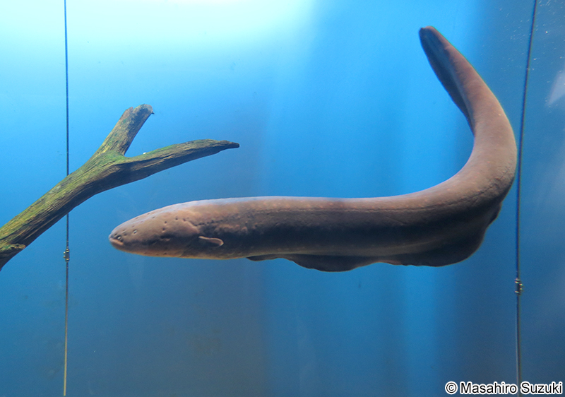 デンキウナギ Electrophorus electricus