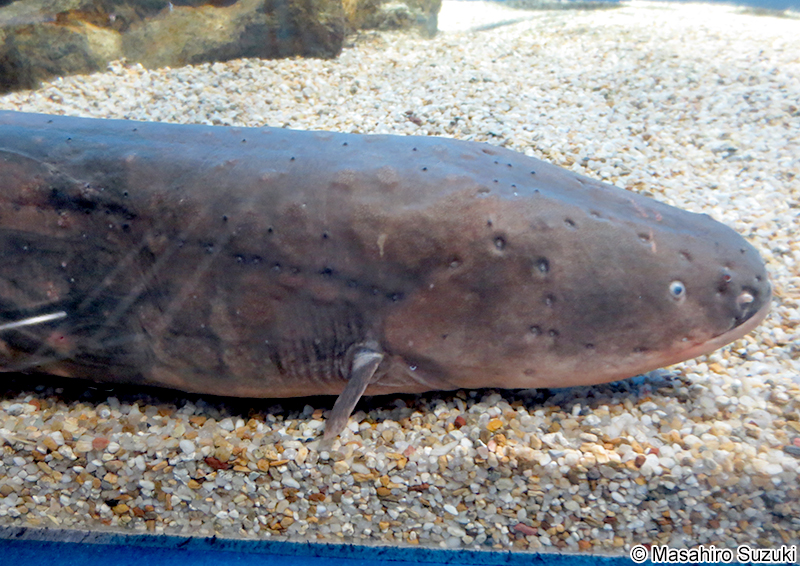 デンキウナギ Electrophorus electricus