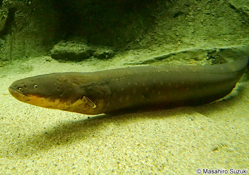 デンキウナギ Electrophorus electricus