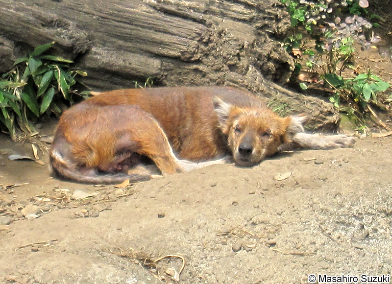アカオオカミ（ドール） Cuon alpinus