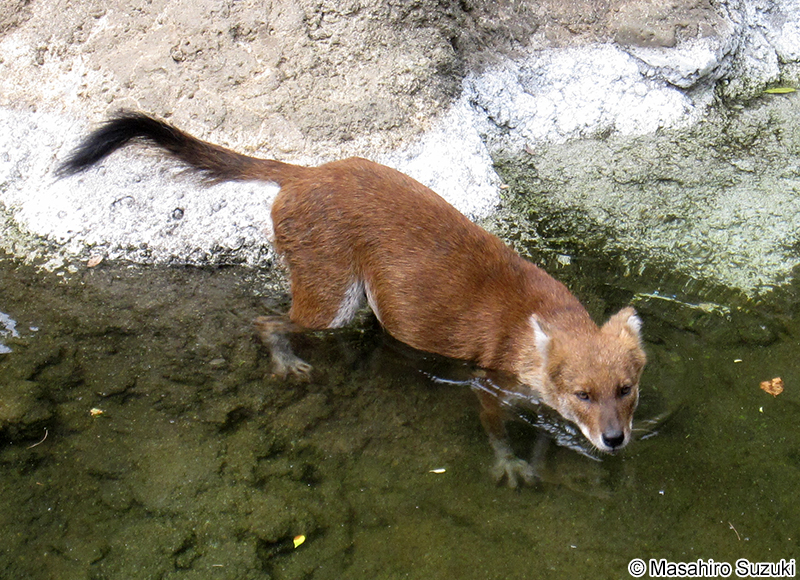 アカオオカミ（ドール） Cuon alpinus