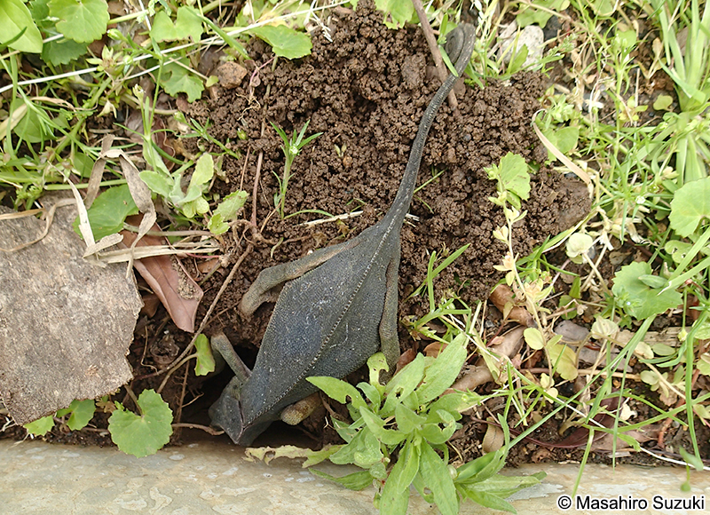 ディレピスカメレオン Chamaeleo dilepis