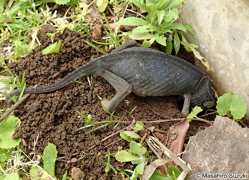 ディレピスカメレオン Chamaeleo dilepis