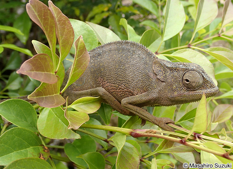 ディレピスカメレオン Chamaeleo dilepis