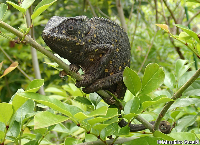 ディレピスカメレオン Chamaeleo dilepis