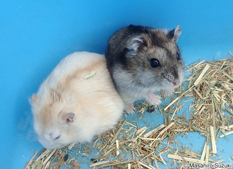 ジャンガリアンハムスター Phodopus sungorus