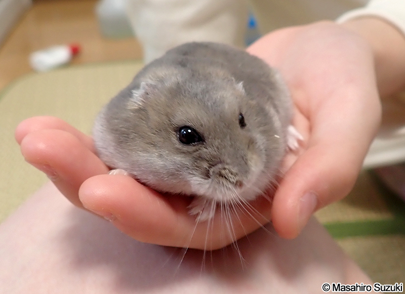 ジャンガリアンハムスター Phodopus sungorus