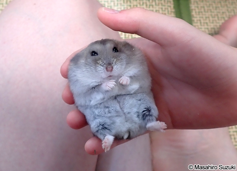 ジャンガリアンハムスター Phodopus sungorus