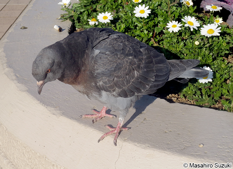 カワラバト（ドバト） Columba livia