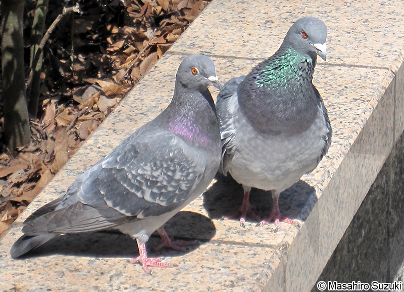 カワラバト（ドバト） Columba livia
