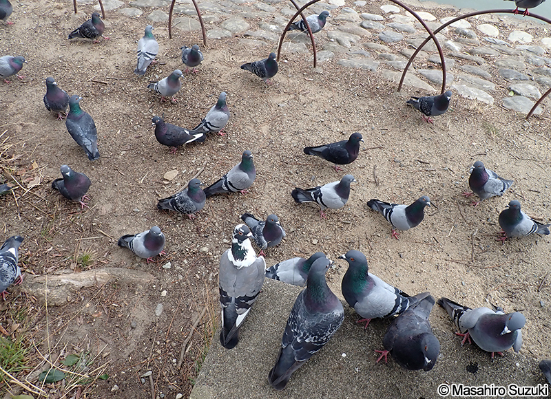 カワラバト（ドバト） Columba livia