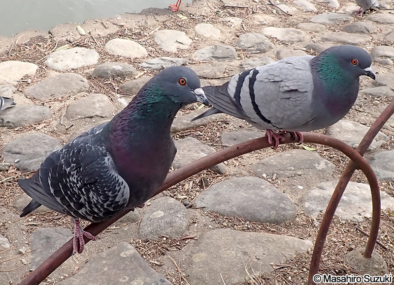 カワラバト（ドバト） Columba livia