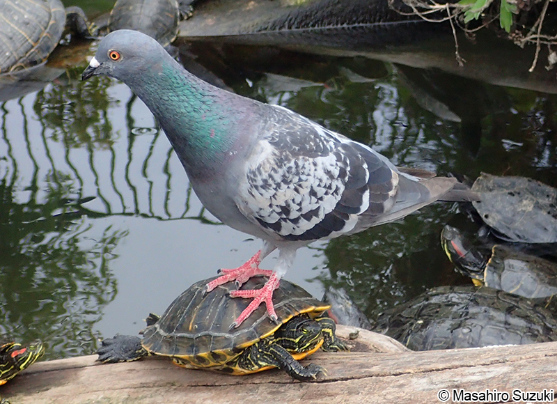 カワラバト（ドバト） Columba livia