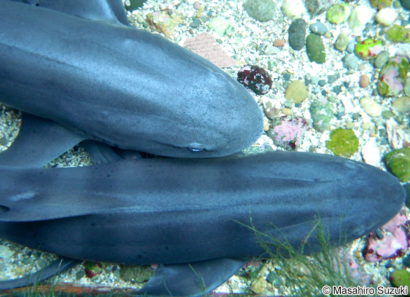 ドチザメ Triakis scyllium