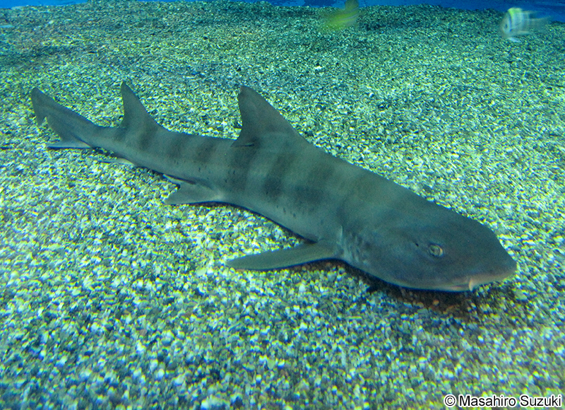 ドチザメ Triakis scyllium
