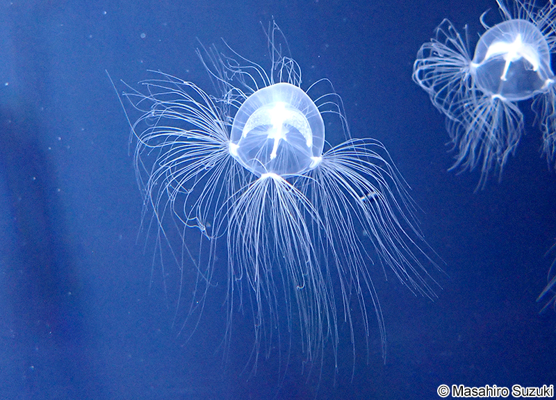 ドフラインクラゲ Nemopsis dofleini