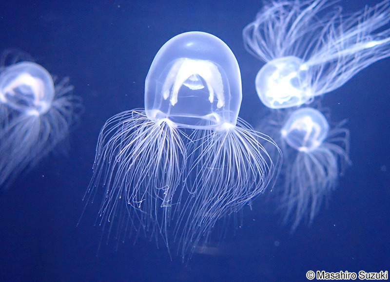 ドフラインクラゲ Nemopsis dofleini