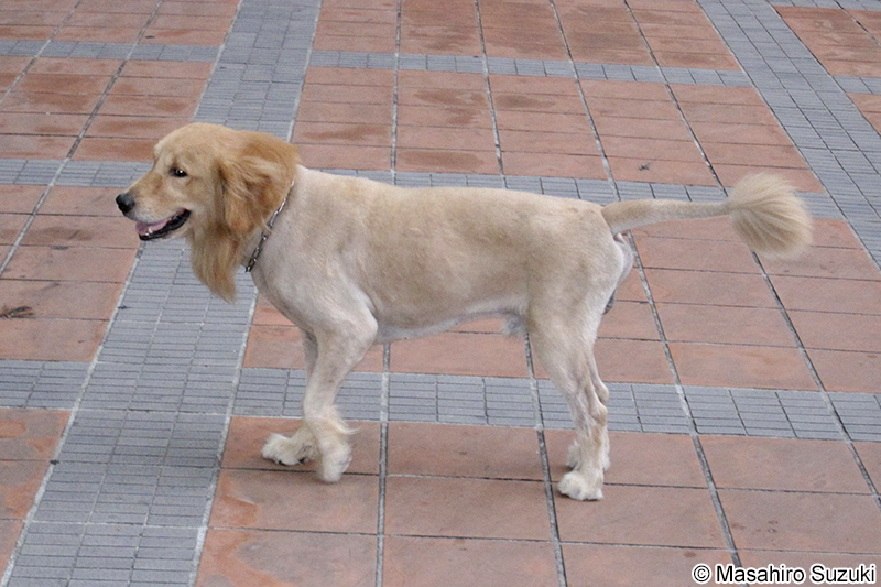 ゴールデンレトリバー