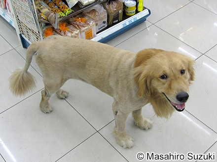 ゴールデンレトリバー