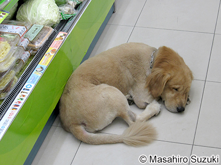 ゴールデンレトリバー