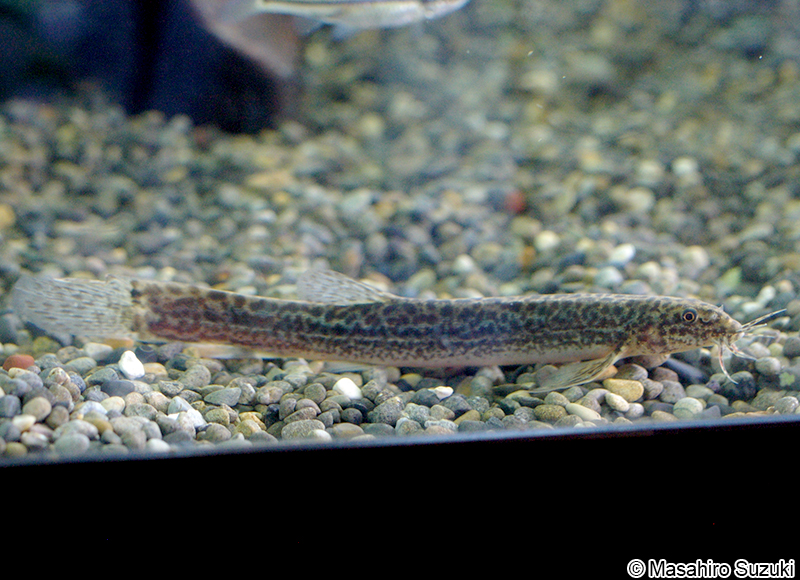 ドジョウ Misgurnus anguillicaudatus