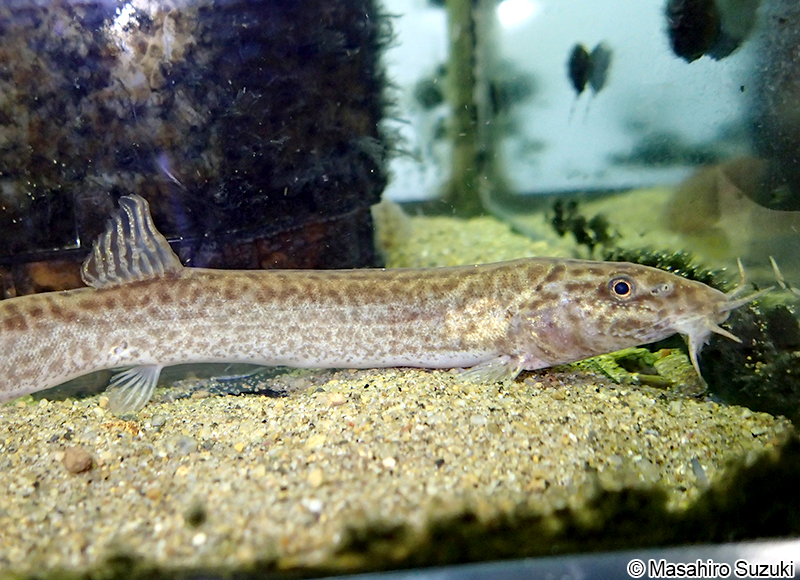 ドジョウ Misgurnus anguillicaudatus