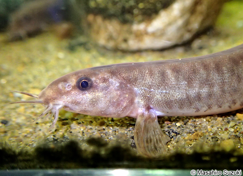 ドジョウ Misgurnus anguillicaudatus