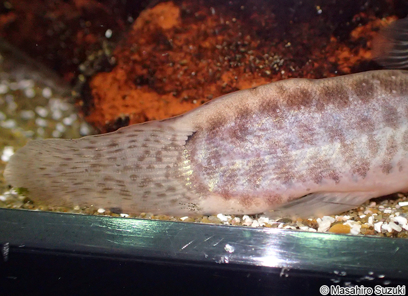 ドジョウ Misgurnus anguillicaudatus