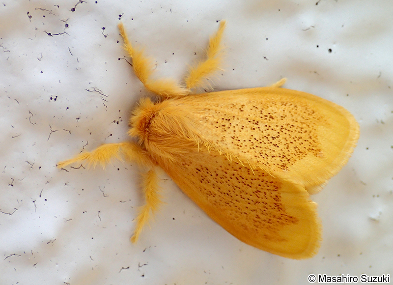 ゴマフリドクガ Somena pulverea