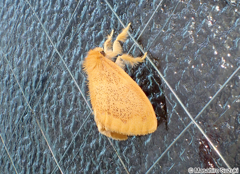 ゴマフリドクガ Somena pulverea