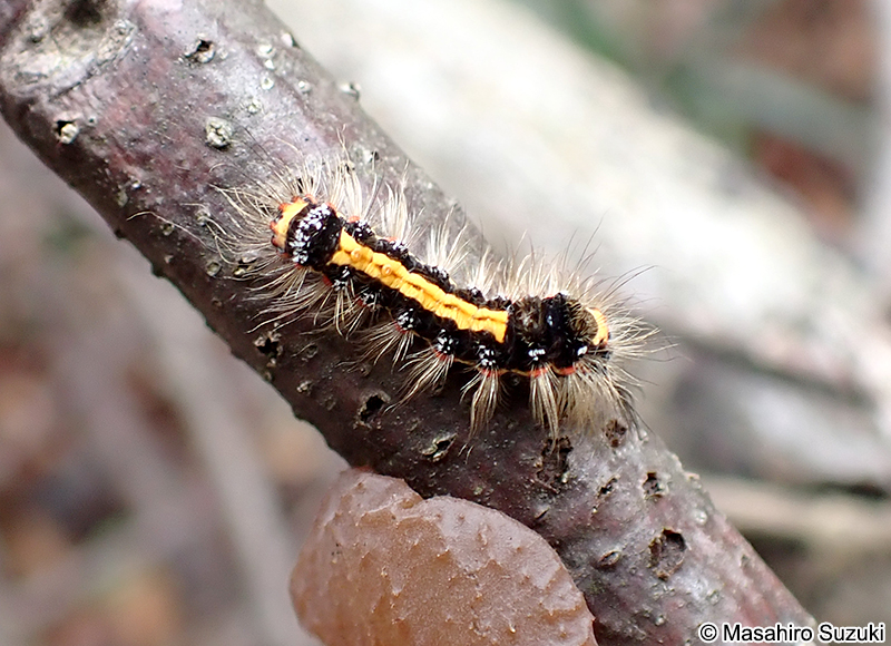 ゴマフリドクガの幼虫
