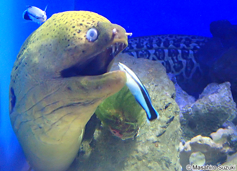 ドクウツボ Gymnothorax javanicus