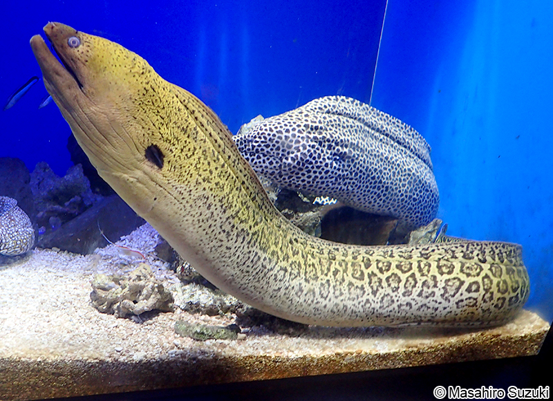 ドクウツボ Gymnothorax javanicus