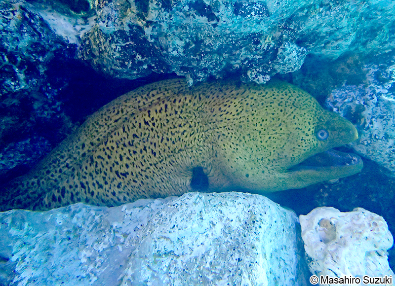 ドクウツボ Gymnothorax javanicus