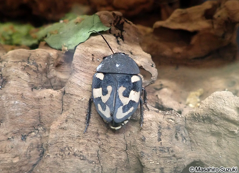 ドミノローチ Therea olegrandjeani